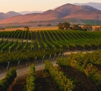 Image of Santa Ynez Valley Vineyard