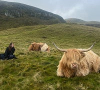 highland cows in grass