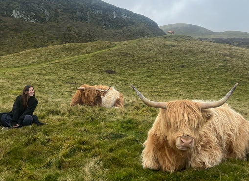 A EAP student posing with two shaggy Highland cows lying a grassy hillside in Scotland.